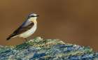 Northern wheatear at home in the arctic tundra habitat of the Seward Peninsula, Alaska Art Print